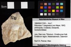 Foto (Objket + Etiketten) von Pithonoton ? marginatum (von Meyer, 1842) 